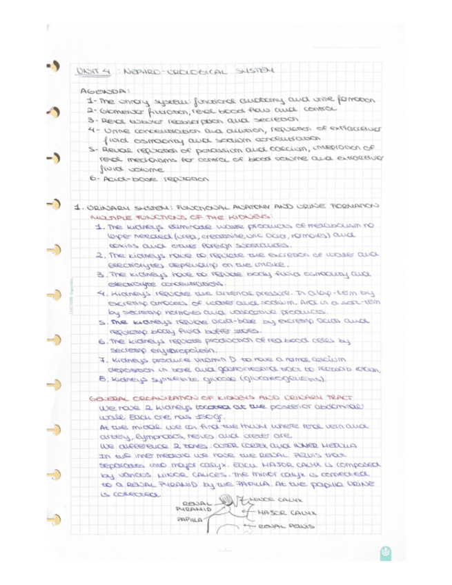 Miniatura del documento Physiology-Unit-4-Nephro-Urological-System.pdf