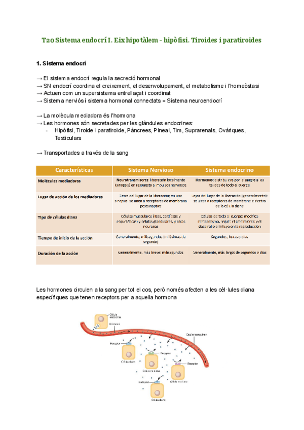 Miniatura del documento T20-Sistema-endocri-I.pdf