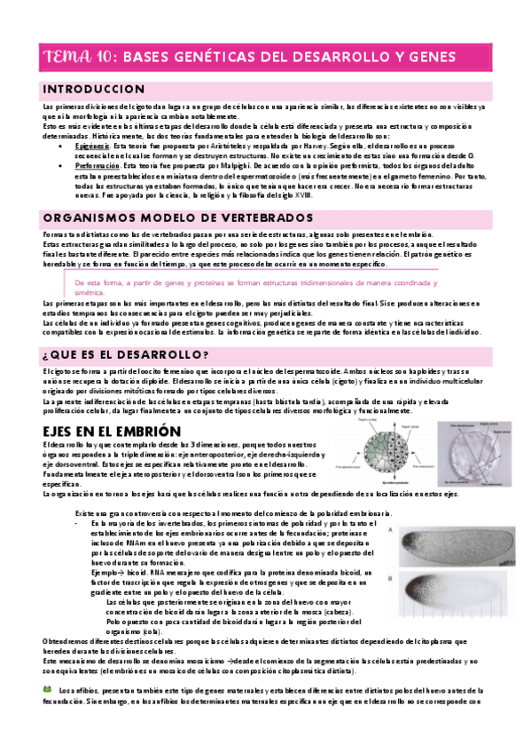 Miniatura del documento TEMA-10-DESARROLLO-Y-GENES.pdf
