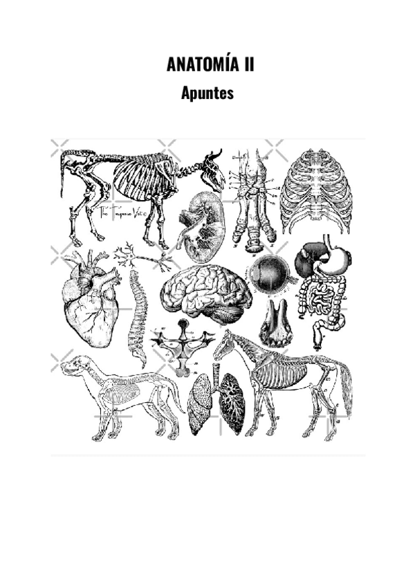 Miniatura del documento ANATOMIA-II.pdf