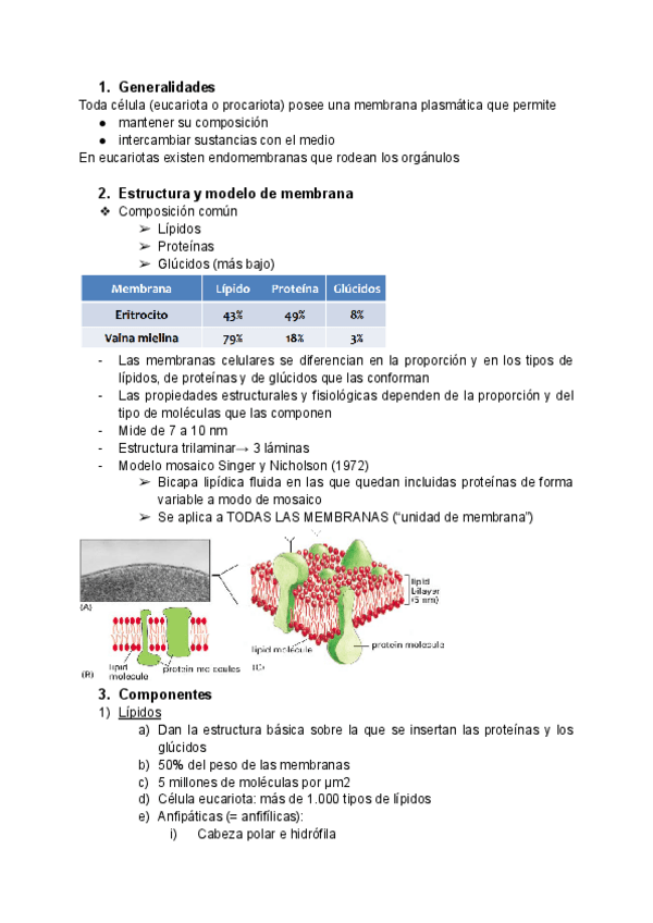 Miniatura del documento Tema-9-Membrana-celular.pdf