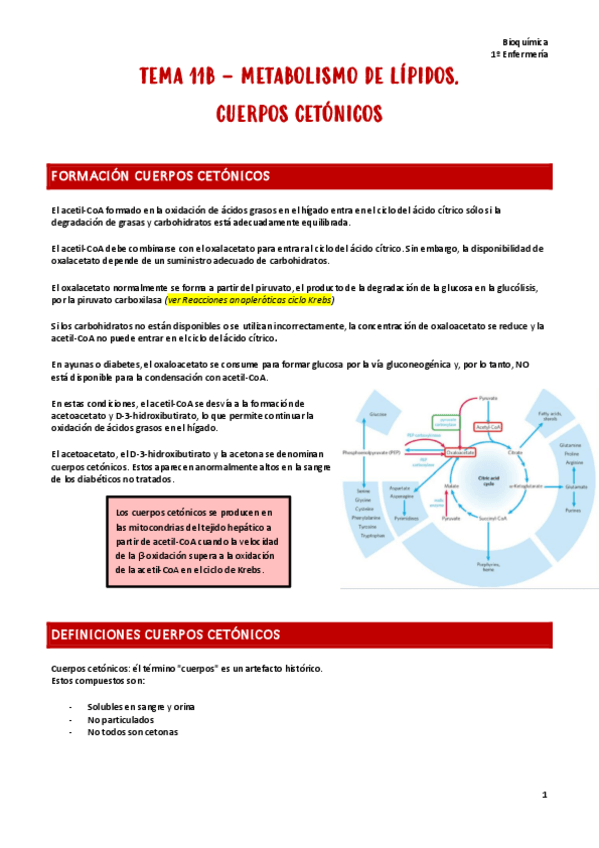 Miniatura del documento T11b.-Bioquimica.pdf