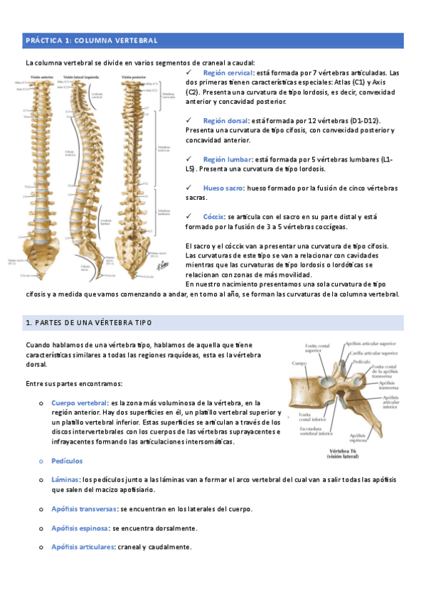 Miniatura del documento Apuntes-COLUMNA-VERTEBRAL.pdf