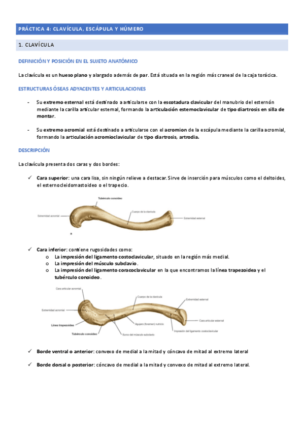 Miniatura del documento Apuntes-CLAVICULA-ESCAPULA-Y-HUMERO.pdf