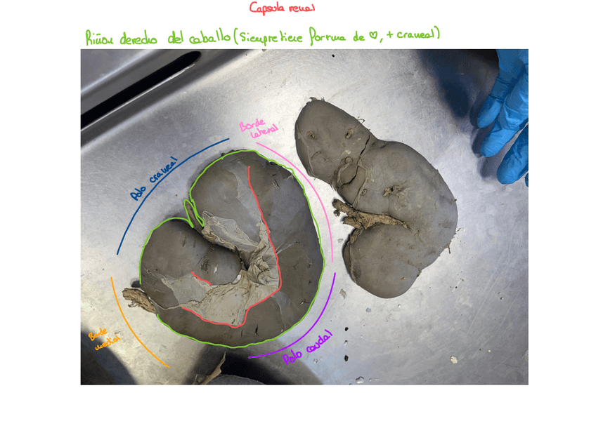 Miniatura del documento Rinon-Practico.pdf
