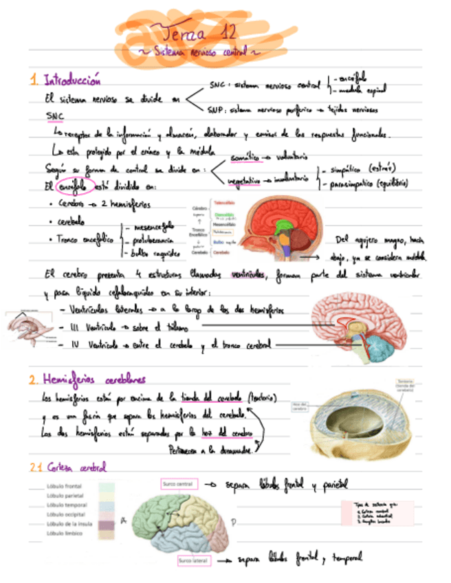 Miniatura del documento Apuntes-Cerebro.pdf