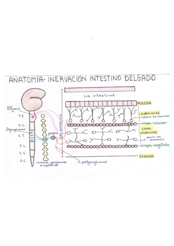 Miniatura del documento Dibujos-Anatomia.pdf