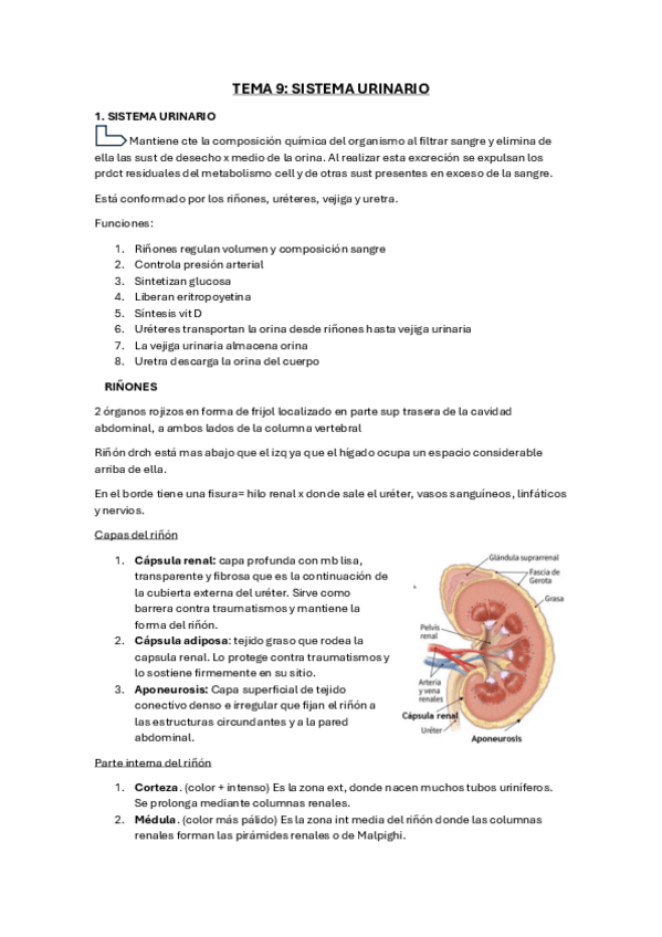 Miniatura del documento resumen-sistema-urinario-tema-9.pdf