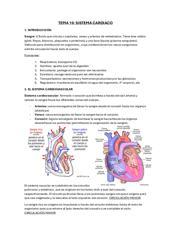 Miniatura del documento resumen-tema-10-sistema-cardiaco.pdf