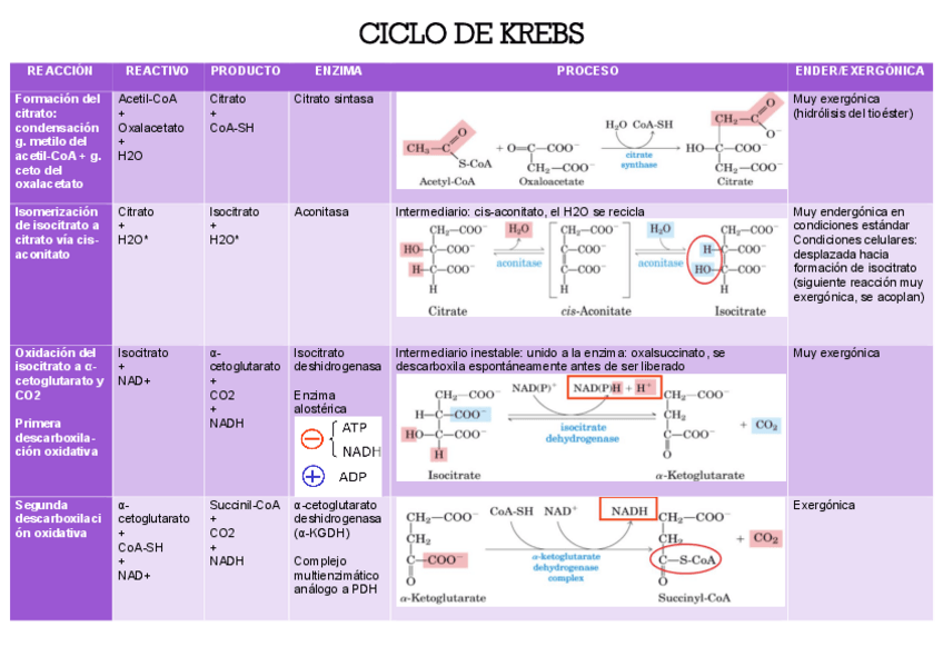 Miniatura del documento TABLA-CICLO-DE-KREBS.pdf