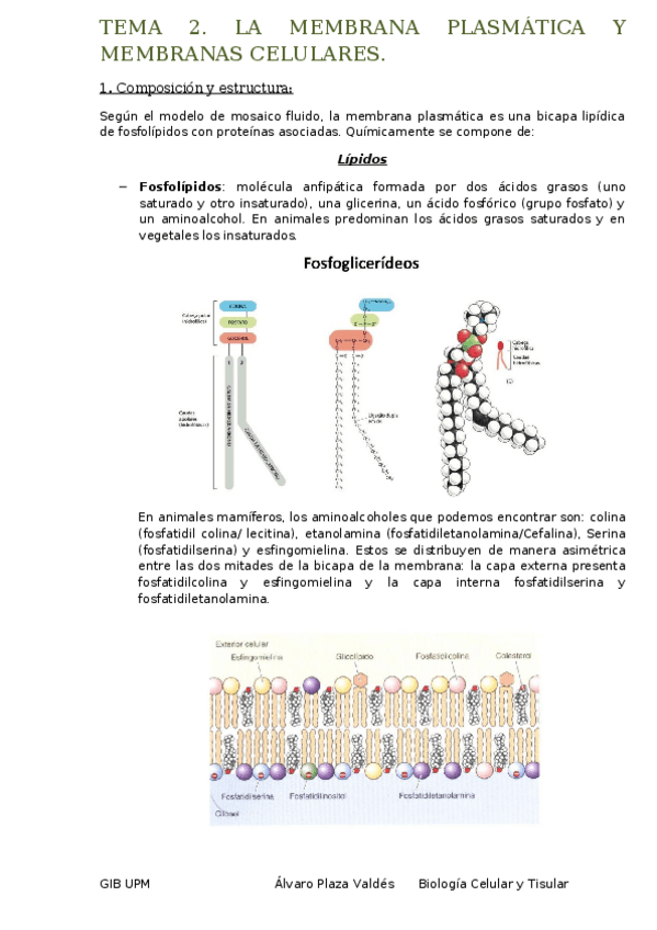 Miniatura del documento TEMA 2. MEMBRANA PLASMATICA Y MEMBRANAS BIOLOGICASdocx.docx