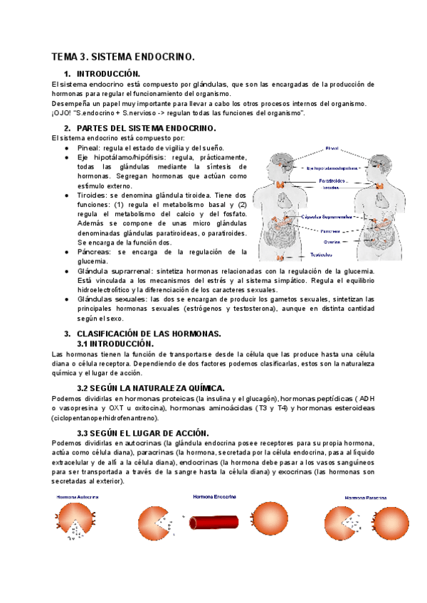 Miniatura del documento TEMA-3.-SISTEMA-ENDOCRINO.pdf