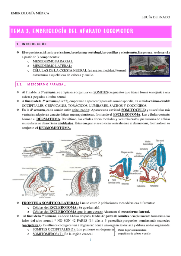 Miniatura del documento LOCOMOTOR-apuntes.pdf