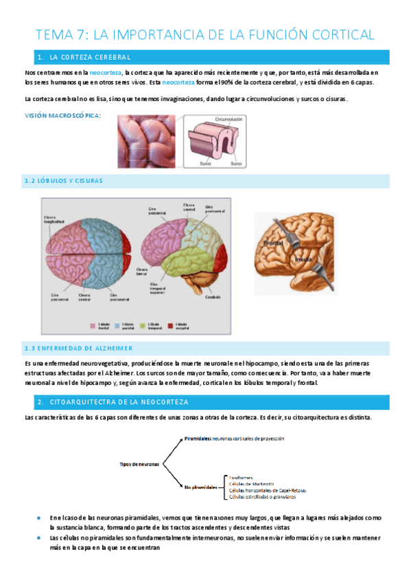 Miniatura del documento T.7-La-importancia-de-la-funcion-cortical.pdf
