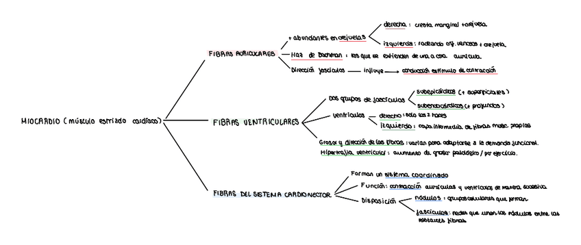 Miniatura del documento TIPOS-DE-FIBRAS-DE-MIOCARDIO.pdf