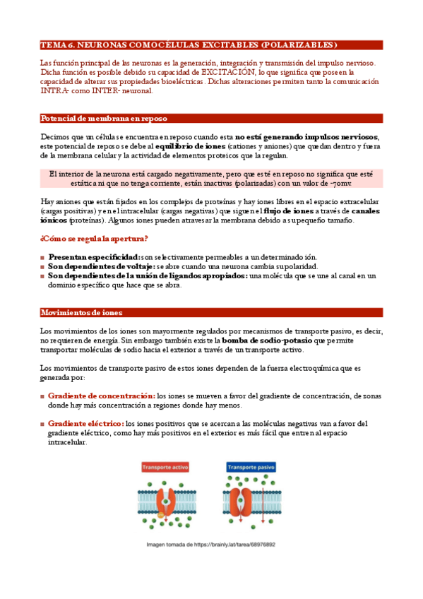 Miniatura del documento Tema-6.-Neuronas-como-celulas-excitables-polarizables.pdf