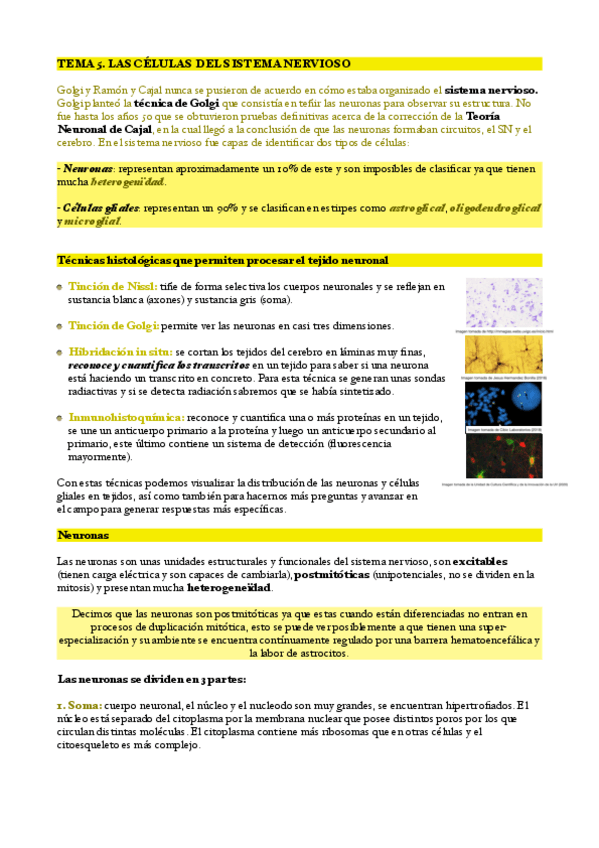 Miniatura del documento Tema-5.-Las-celulas-del-sistema-nervioso.pdf