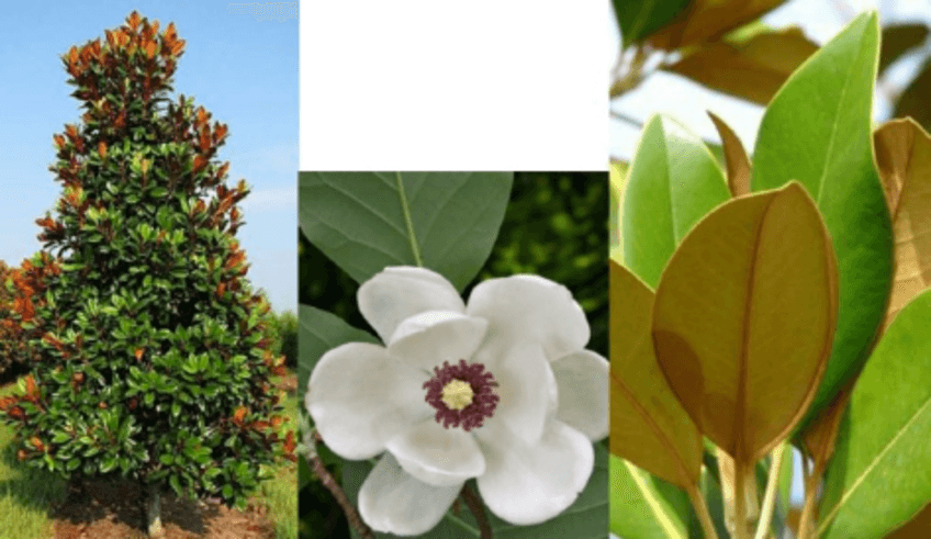 Miniatura del documento Fotos-Especies-Angiospermas.pdf