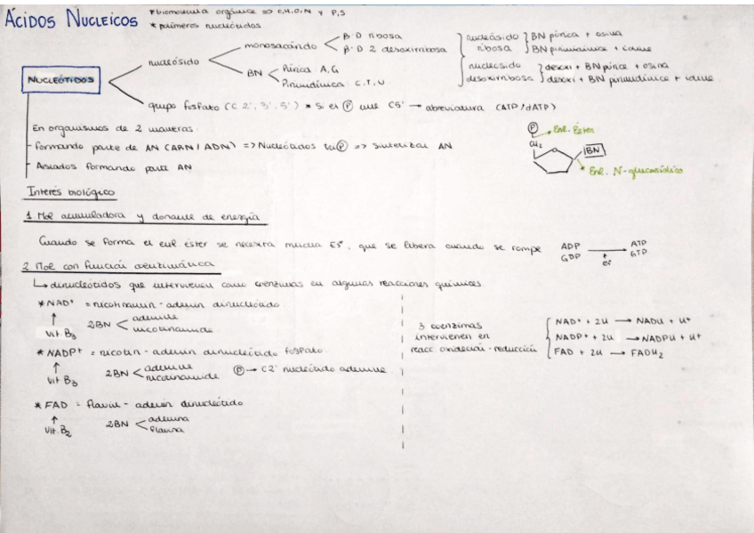 Miniatura del documento esquema-acidos-nucleicos.pdf