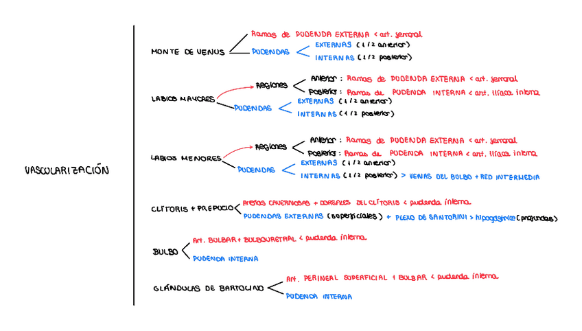 Miniatura del documento VASCULARIZACION-E-INERVACION-DE-LA-VULVA.pdf
