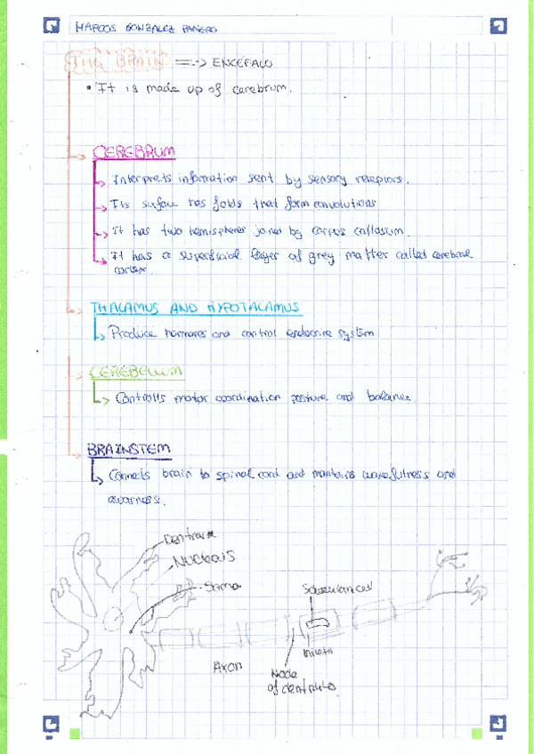 Miniatura del documento the-brain-and-central-nervous-system.pdf