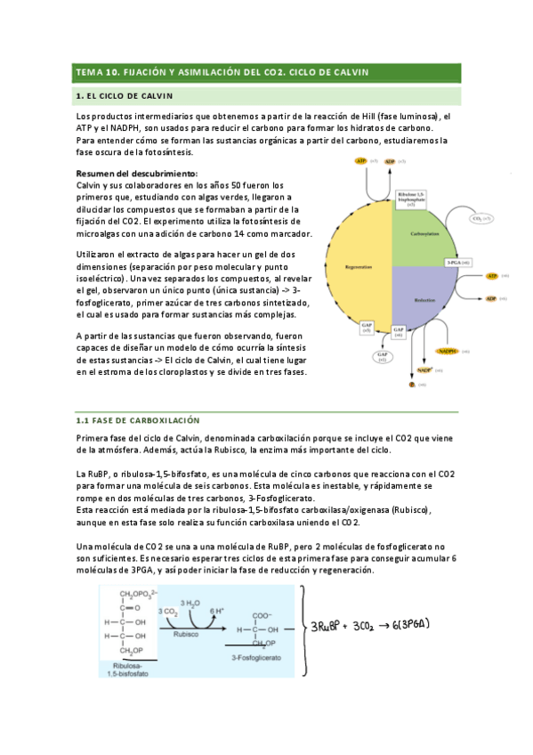 Miniatura del documento tema-10.pdf