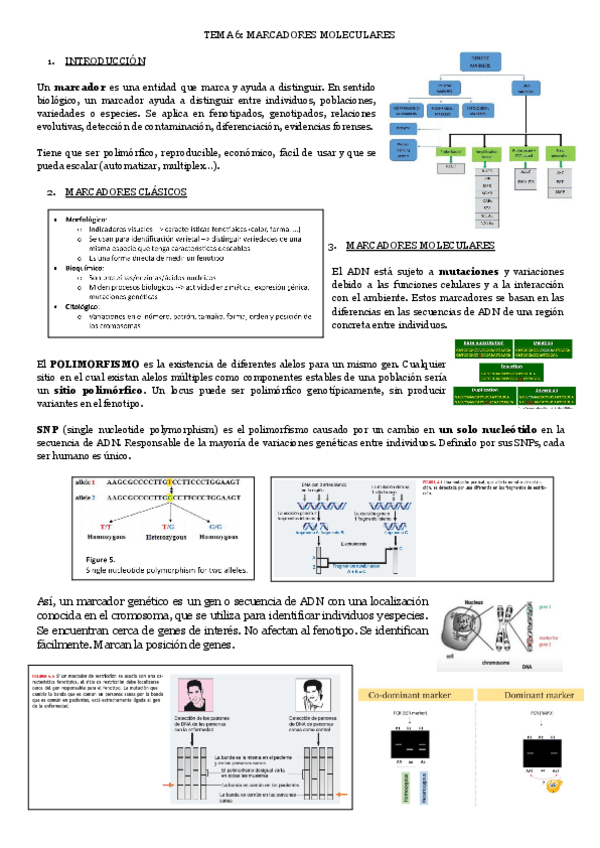Miniatura del documento TEMA-6-MARCADORES-MOLECULARES.pdf
