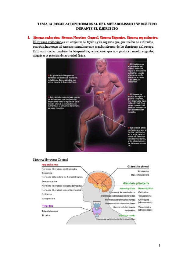 Miniatura del documento TEMA-14-REGULACION-HORMONAL-DEL-METABOLISMO-ENERGETICO-DURANTE-EL-EJERCICIO.pdf