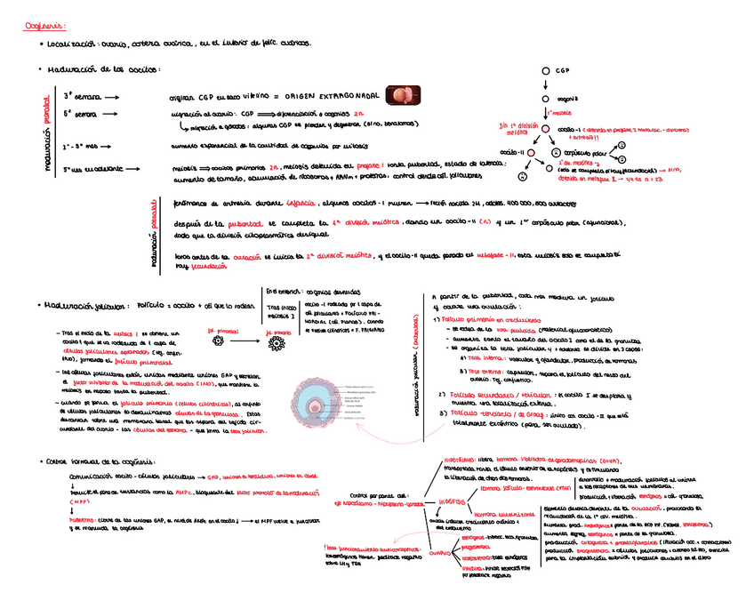 Miniatura del documento ovogenesis.pdf