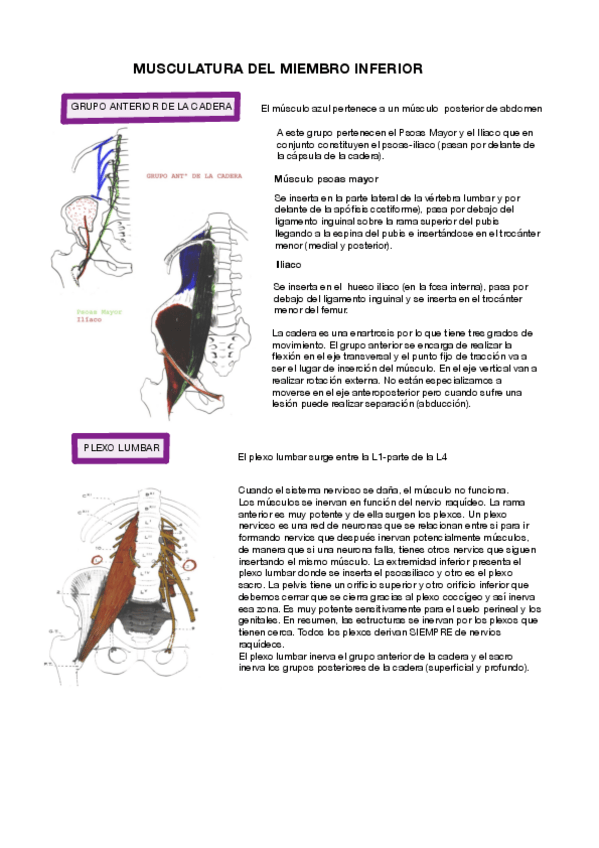 Miniatura del documento MUSCULATURA-DEL-MIEMBRO-INFERIOR.pdf
