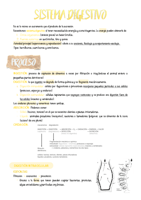 Miniatura del documento 12.-Sistema-digestivo.pdf