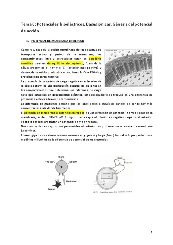 Miniatura del documento Sistema-Nervioso-Fisio-I-Marisol.pdf