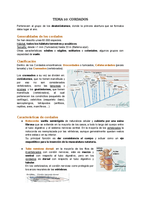 Miniatura del documento TEMA 10-Cordados.pdf