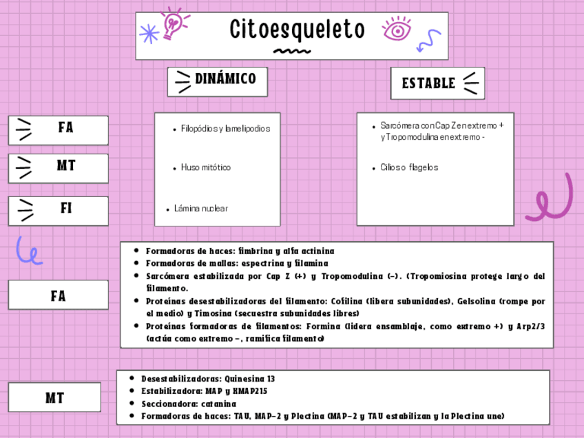 Miniatura del documento Esquema citoesqueleto.pdf