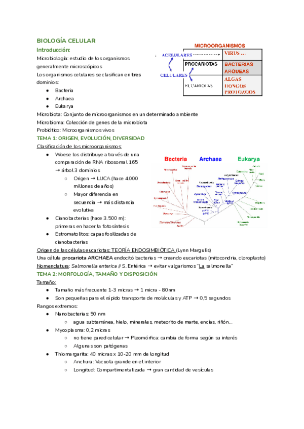 Miniatura del documento Apuntes-procariotas.pdf
