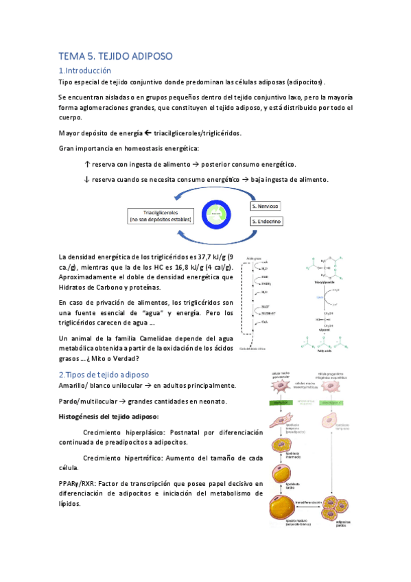 Miniatura del documento 5.-Tejido-adiposo.pdf
