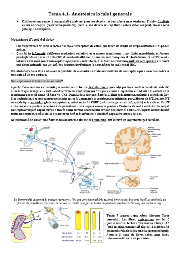 Miniatura del documento 4.1-Anestesics.pdf