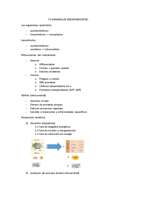 Miniatura del documento T.4-organulos-endosimbiontes.pdf