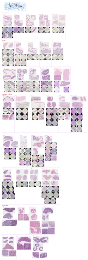 Miniatura del documento Examen-practico-histologia.pdf