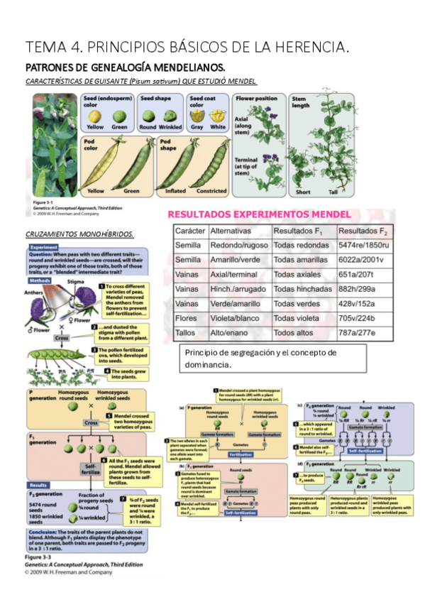 Miniatura del documento TEMA-4-GENETICA..pdf