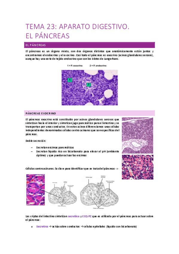 Miniatura del documento Tema-23-Aparato-digestivo.-Pancreas.pdf