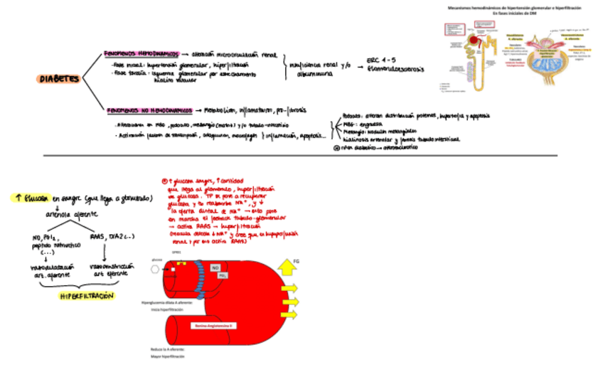 Miniatura del documento ERC-paciente-DM.pdf