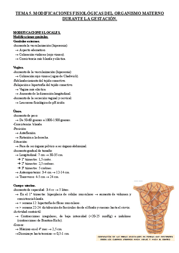 Miniatura del documento TEMA-5.-MODIFICACIONES-FISIOLOGICAS-DEL-ORGANISMO-MATERNO-DURANTE-LA-GESTACION..pdf