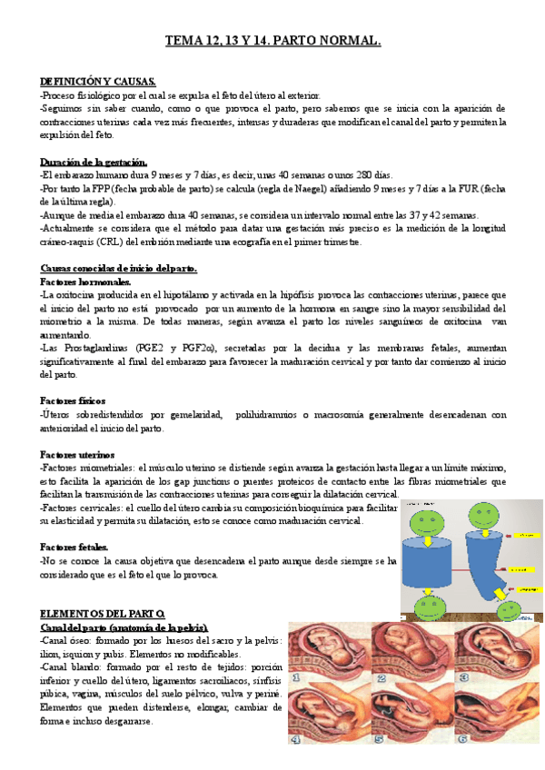 Miniatura del documento TEMA-12-13-Y-14.-PARTO-NORMAL..pdf