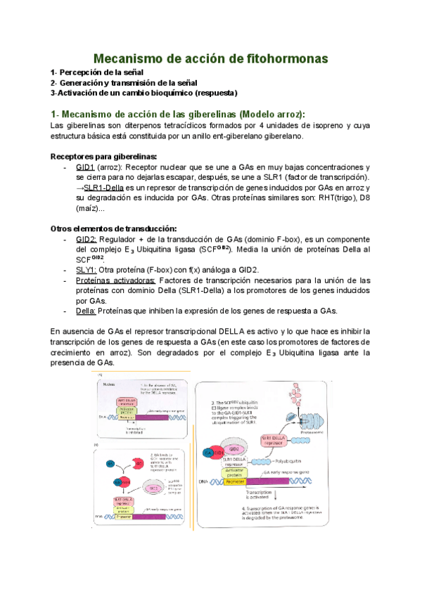Miniatura del documento T.2-Mecanismo-de-accion-de-fitohormonas.pdf