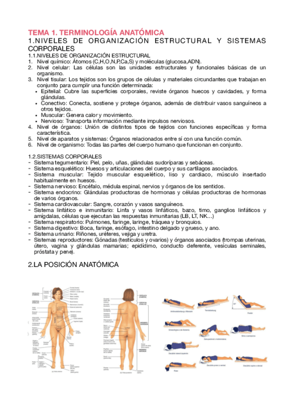 Miniatura del documento Apuntes-Anatomia-Sin-Subrayar.pdf