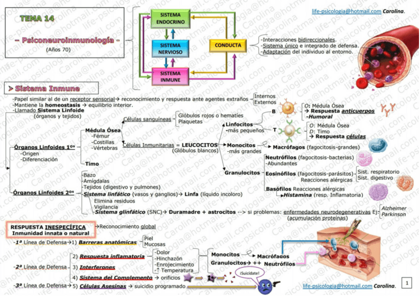 Miniatura del documento CarolinaLifePB-ESQUEMA-T14-Muestra-.pdf