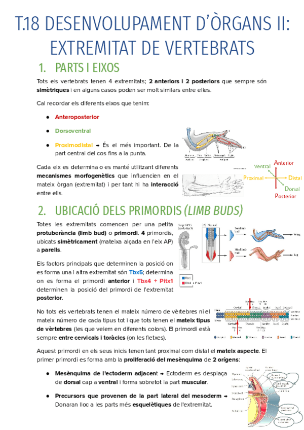 Miniatura del documento T.18-DESENVOLUPAMENT-DORGANS-II-EXTREMITAT-DE-VERTEBRATS.pdf