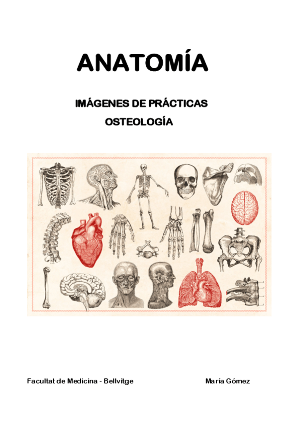 Miniatura del documento Comi-parte-de-HUESOS-Anatomia-Bellvitge.pdf