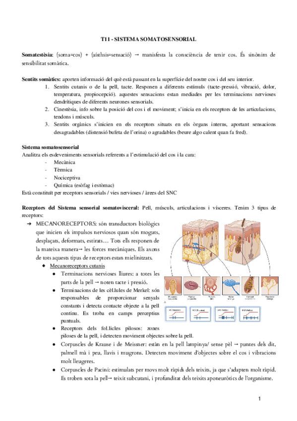Miniatura del documento T11-PSICOFISIO.docx